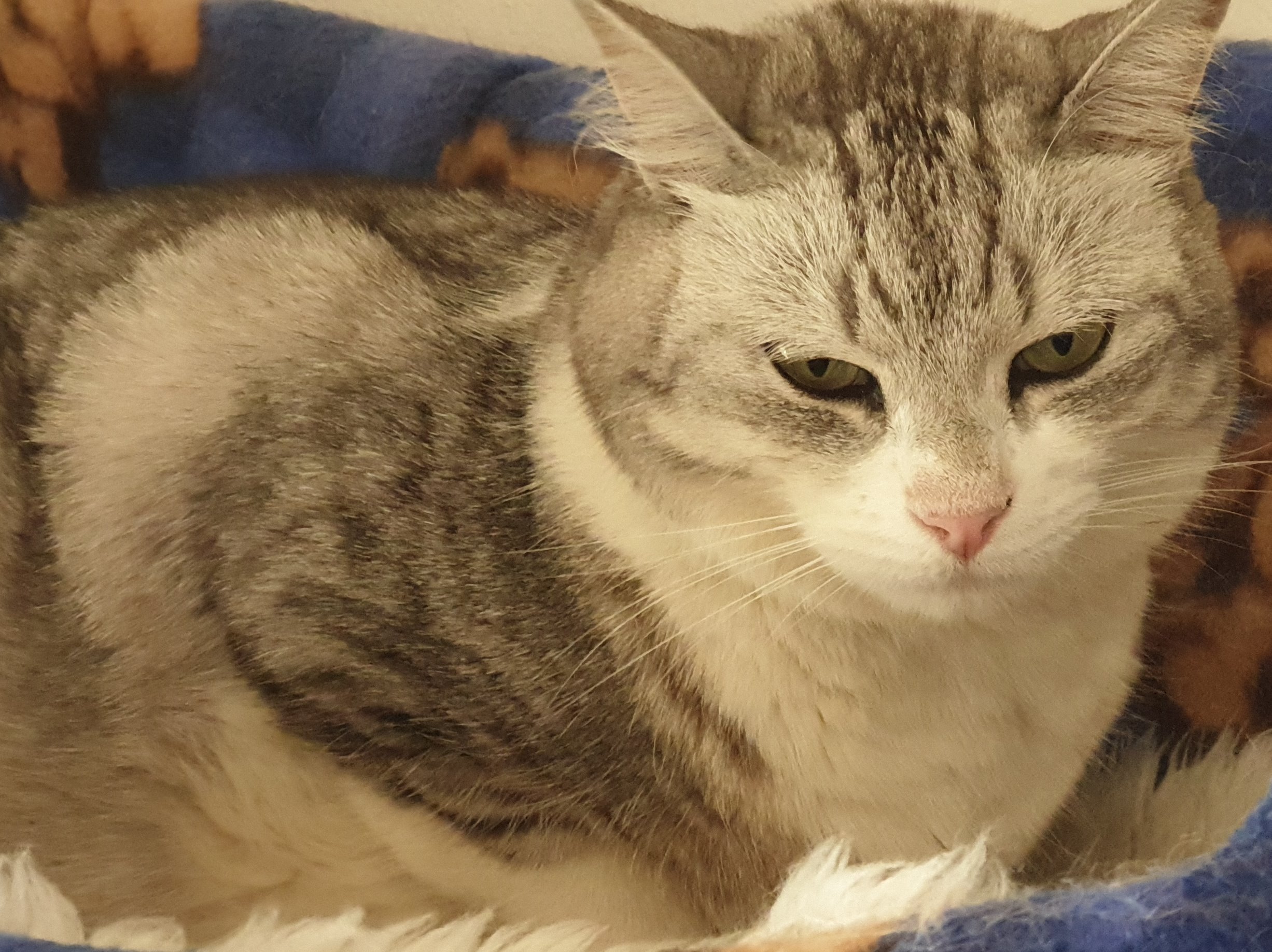 img/cat-in-bed.jpg