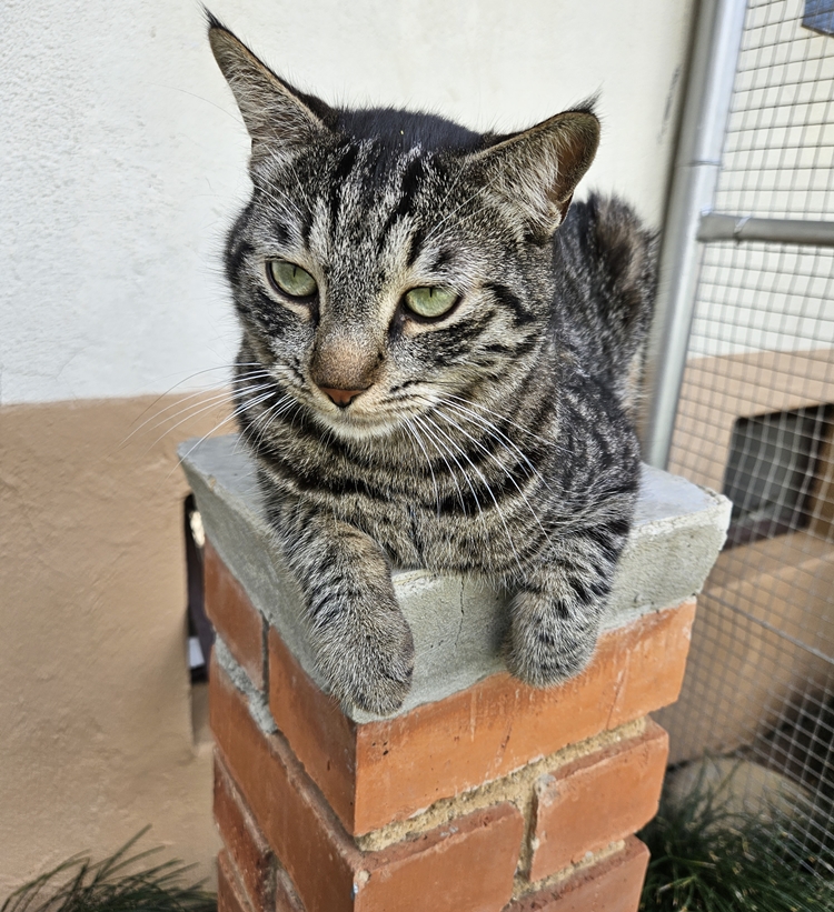 img/cat-on-pillar-750x823.jpg