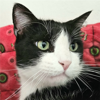 img/cat-sq-400x400.jpg