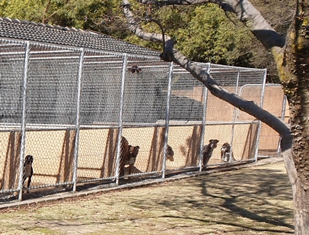img/kennels-with-tree-450x388.jpg